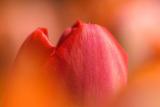 Landleben-Infos.de | Foto: Tulpe im Beet, wie Sie beim Fotokurs aufgenommen werden kann.