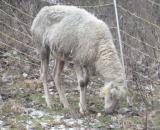 Landleben-Infos.de | Foto: Hochgradig abgemagertes Schaf nach sehr langer Hungerperiode.