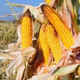 Foto: FEUERSTEIN ist die optimale Maissorte fr Betriebe mit Milchviehwirtschaft & Biogasproduktion |  Landwirtschaft News & Agrarwirtschaft News @ Agrar-Center.de