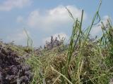 Landwirtschaft News & Agrarwirtschaft News @ Agrar-Center.de | 