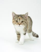 Katzen Infos & Katzen News @ Katzen-Info-Portal.de. Foto: Tierversicherung AGILA kennt die natrlichen Bedrfnisse von Stubentigern (www.agila.de).