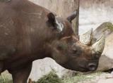 Zoo-News-247.de - Zoo Infos & Zoo Tipps | Foto: Neuzugang in der Themenwelt Sambesi: Nashornbulle Madiba.