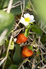 Landwirtschaft News & Agrarwirtschaft News @ Agrar-Center.de | Foto: Die ersten roten Erdbeeren k�nnen bei Karls geerntet werden.