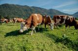 Foto: UNSER LAND BIO Khe im bayerischen Voralpenland! Foto: Marianne Wagner |  Landwirtschaft News & Agrarwirtschaft News @ Agrar-Center.de