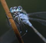 Freie Fotos & Freie Bilder @ Freie-Images.de | Foto: Insekten - sie sind recht klein, sitzen selten still und haben eine gewisse Fluchtdistanz.