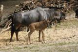 Zoo-News-247.de - Zoo Infos & Zoo Tipps | Foto: Streifengnu-Bulle mit Mutter auf Entdeckungstour am Sambesi.