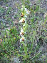 Orchideen-Seite.de - rund um die Orchidee ! | Foto: Seit das Ferienhaus La Rogaia in Umbrien biologisch bewirtschaftet wird, kehren die Orchideen zurck.