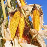 Landwirtschaft News & Agrarwirtschaft News @ Agrar-Center.de | Foto: Mit agaSAAT Maissorten aus dem Vollen sch�pfen.