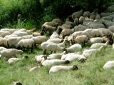 Deutsche-Politik-News.de | Foto: Schafe suchen schon bei wesentlich niedrigeren Temperaturen als jetzt Schattenpltze auf.