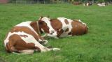 Foto: Stimmt die Richtung in der Rinderzucht? Die AVA-Tagung diskutiert das Thema! |  Landwirtschaft News & Agrarwirtschaft News @ Agrar-Center.de
