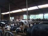 Landwirtschaft News & Agrarwirtschaft News @ Agrar-Center.de | Foto: hoch leistende Herden bentigen ein ausgefeiltes Management