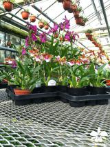 Pflanzen Tipps & Pflanzen Infos @ Pflanzen-Info-Portal.de | Foto: Orchideen auf dem Grenzzaun im Orchideengarte Karge in Dahlenburg