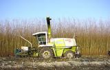Foto: Kurzumtriebsplantage mit Weiden bei der Ernte. |  Landwirtschaft News & Agrarwirtschaft News @ Agrar-Center.de