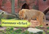 Zoo-News-247.de - Zoo Infos & Zoo Tipps | Foto: Joco zieht nach Erfurt.
