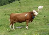 Foto: Kuh auf der Alm mit GPS-Weidemanagementsystem von Blaupunkt. |  Landwirtschaft News & Agrarwirtschaft News @ Agrar-Center.de