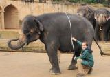 Zoo-News-247.de - Zoo Infos & Zoo Tipps | Foto: Elefantenpfleger Jrgen Kruse misst einen 4-Meter-Bauchumfang bei Farina.