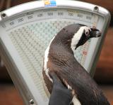 Zoo-News-247.de - Zoo Infos & Zoo Tipps | Foto: Pinguin Sigrid auf der Waage.
