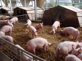 Landwirtschaft News & Agrarwirtschaft News @ Agrar-Center.de | >> Neuland << - Bauern und Bio - Landwirte machen es vor: Artgerechte Schweinehaltung ist mglich!