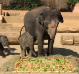 Tier Infos & Tier News @ Tier-News-247.de | Foto: Mutter Farina und Elefantenbaby Amithi vor dem Taufgeschenk. Foto: Zoo Hannover.
