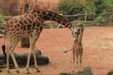 Zoo-News-247.de - Zoo Infos & Zoo Tipps | Foto: Rothschild-Giraffe Juji mit Tochter Jamila.