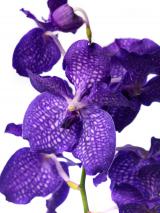Orchideen-Seite.de - rund um die Orchidee ! | Foto: Vanda - Juwel unter den Orchideen