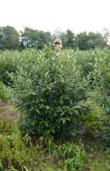 Landleben-Infos.de | Foto: Prunus Kirschlorbeer kann von Mitte September bis Mitte April gepflanzt werden.