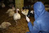 Aufklrungsarbeit im Putenstall. Foto: Animal Rights Watch |  Landwirtschaft News & Agrarwirtschaft News @ Agrar-Center.de