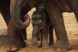 Tier Infos & Tier News @ Tier-News-247.de | Foto: Elefantenbaby im Kreis der Herde.