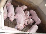 Foto: Blick in eine einstreulose Mastbucht mit Beton-Spaltenboden fr Schweine.  AGfaN e.V. |  Landwirtschaft News & Agrarwirtschaft News @ Agrar-Center.de