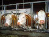 Deutsche-Politik-News.de | In einer Petition fordern Tierschtzer tiergerechte Standards fr Milchkhe (Foto:  WTG)