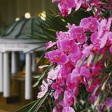 Orchideen-Seite.de - rund um die Orchidee ! | 