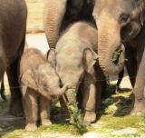 Zoo-News-247.de - Zoo Infos & Zoo Tipps | Foto: Taru beim Buffet.