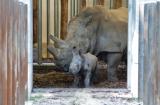 Zoo-News-247.de - Zoo Infos & Zoo Tipps | Foto: Mutter und Sohn bleiben noch im Stall.