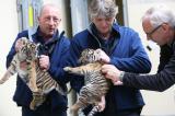 Tier Infos & Tier News @ Tier-News-247.de | Foto: Die Tiger-Zwillinge