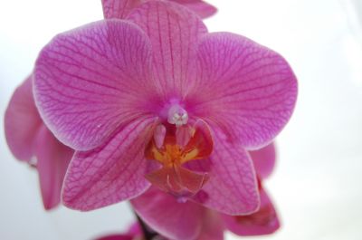 Orchideen-Seite.de - rund um die Orchidee ! | Foto: Phalaenopsis Blte.