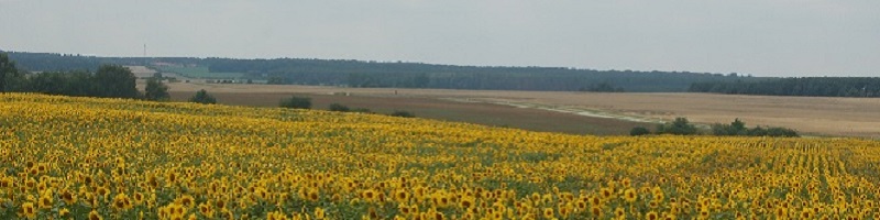 Deutsche-Politik-News.de | kologischer / Biologischger Sonnenblumenanbau in Brandenburg 2011