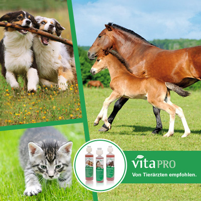 Tier Infos & Tier News @ Tier-News-247.de | Vita pro fr Katzen, Hunde und Pferde