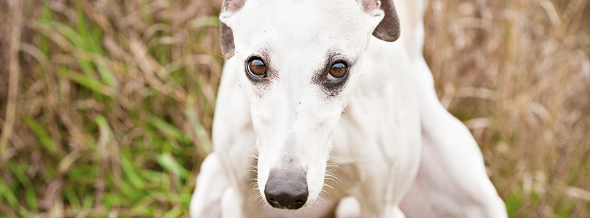 Oesterreicht-News-247.de - sterreich Infos & sterreich Tipps | Hundeblicke  Hunde beim Kacken.