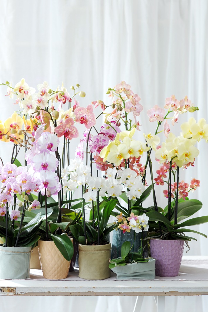 Orchideen-Seite.de - rund um die Orchidee ! | Foto: Zarter Jahresabschluss mit der Phalaenopsis in Pastell / Sommerlicher Lichtpunkt im Winter!