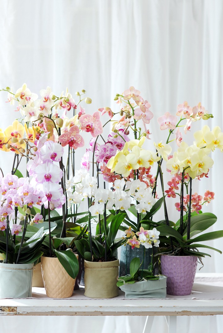 Pflanzen Tipps & Pflanzen Infos @ Pflanzen-Info-Portal.de | Foto: Zarter Jahresabschluss mit der Phalaenopsis in Pastell / Sommerlicher Lichtpunkt im Winter!