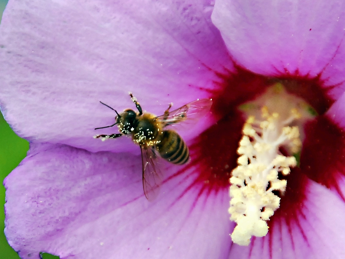 Deutsche-Politik-News.de | Ob Biene, Wespe und Hummel oder andere Insekten. Sie sind shcützenswert.
