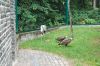 Tierpark-Berlin-Friedrichsfelde-2013-130810-DSC_0802.jpg