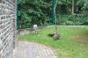Tierpark-Berlin-Friedrichsfelde-2013-130810-DSC_0803.jpg