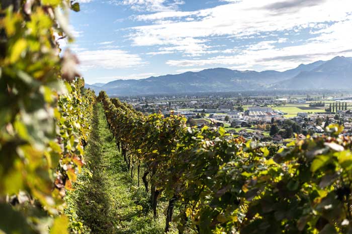 Weinberg Wetli � Mattias Nutt  | Freie-Pressemitteilungen.de