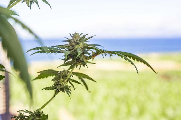Cannabis zu medizinischen Zwecken
