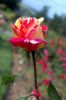 Rosarium-Sangerhausen-Deutschland-2012-120901-DSC_0463.jpg