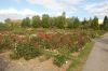 Rosarium-Sangerhausen-Deutschland-2012-120901-DSC_0487.jpg