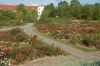 Rosarium-Sangerhausen-Deutschland-2012-120901-DSC_0493.jpg