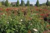 Rosarium-Sangerhausen-Deutschland-2012-120901-DSC_0498.jpg