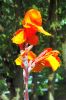 Rosarium-Sangerhausen-Deutschland-2012-120901-DSC_0510.jpg